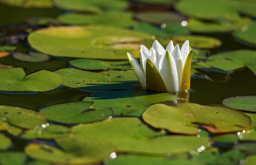 white-water-lily-5087465_1280 (1)